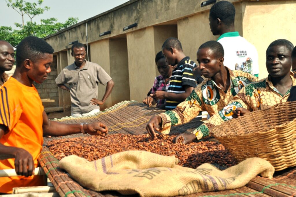 Cocoa Processing in GHana