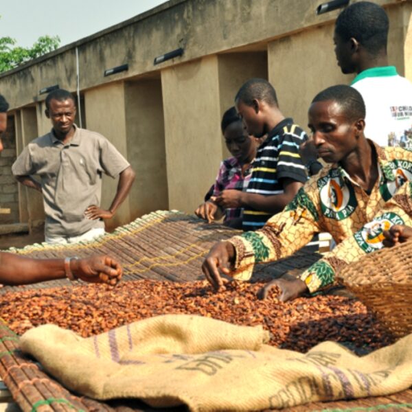 Lack of processing facilities leading to waste of 900k metric tones of cashew fruits annually in Bono Region in Ghana