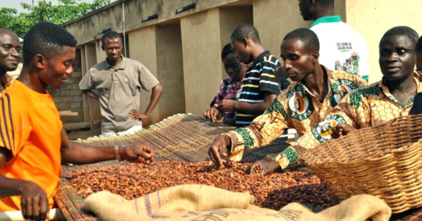 Lack of processing facilities leading to waste of 900k metric tones of cashew fruits annually in Bono Region in Ghana